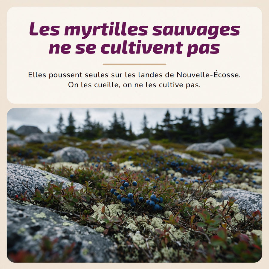 Les myrtilles sauvages ne se cultivent pas. Elles poussent seules sur les landes de Nouvelle-Écosse. On les cueille, on ne les cultive pas.
