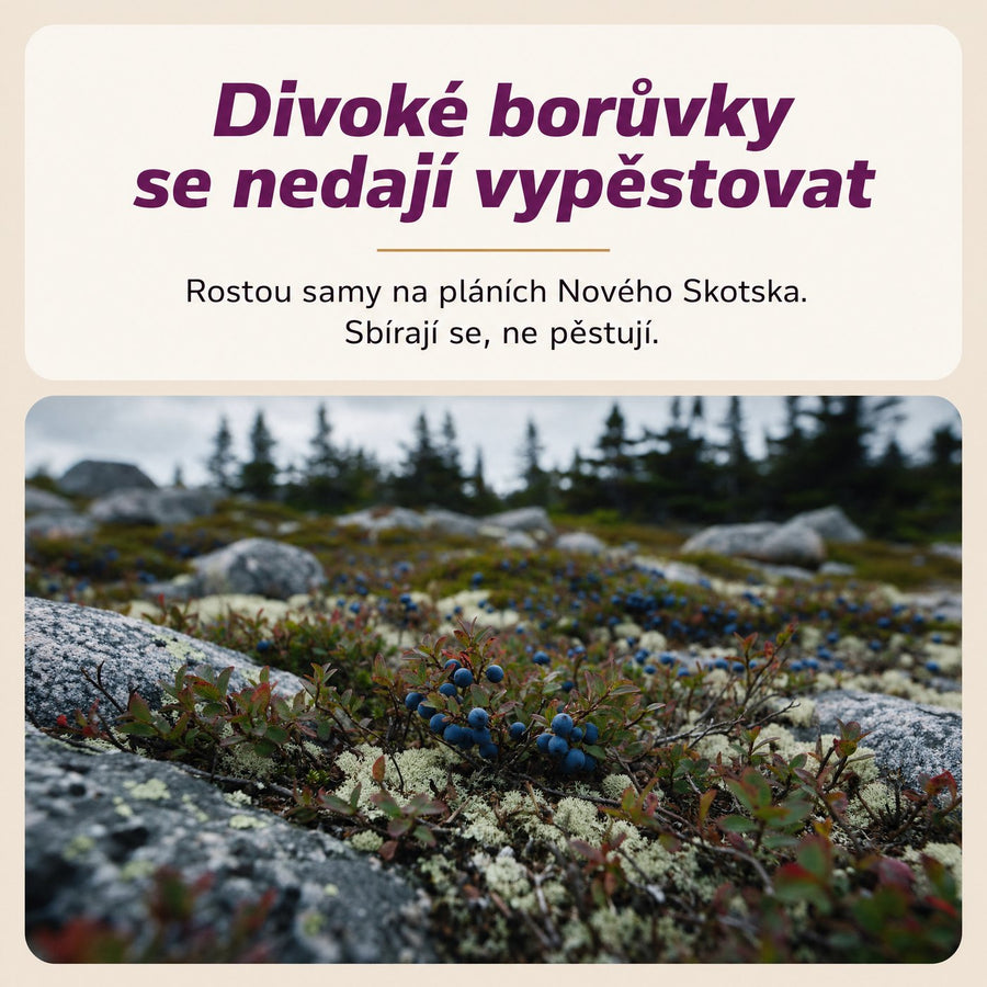 Divoké borůvky se nedají vypěstovat. Rostou samy na pláních Nového Skotska. Sbírají se, ne pěstují.