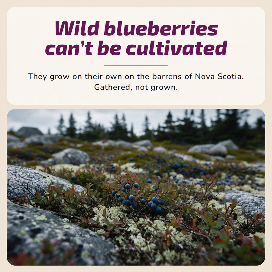 Wild blueberries can't be cultivated. They grow on their own on the barrens of Nova Scotia. Gathered, not grown.