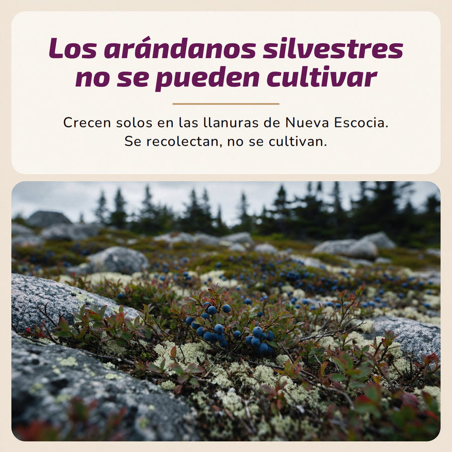 Los arándanos silvestres no se pueden cultivar. Crecen solos en las llanuras de Nueva Escocia. Se recolectan, no se cultivan.