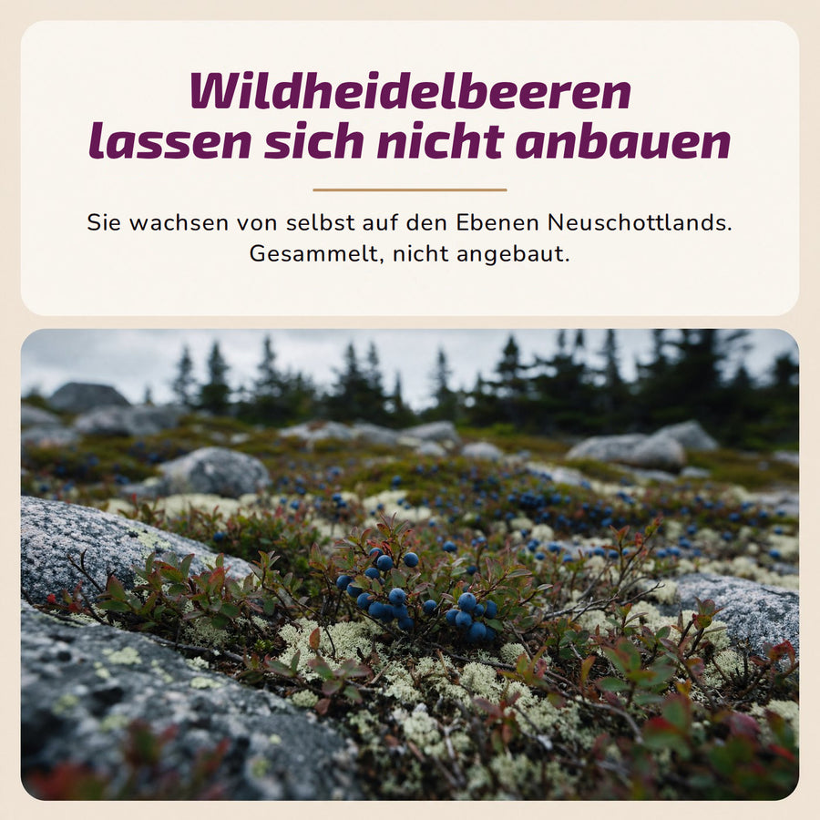 Wildheidelbeeren lassen sich nicht anbauen. Sie wachsen von selbst auf den Ebenen Neuschottlands. Gesammelt, nicht angebaut.