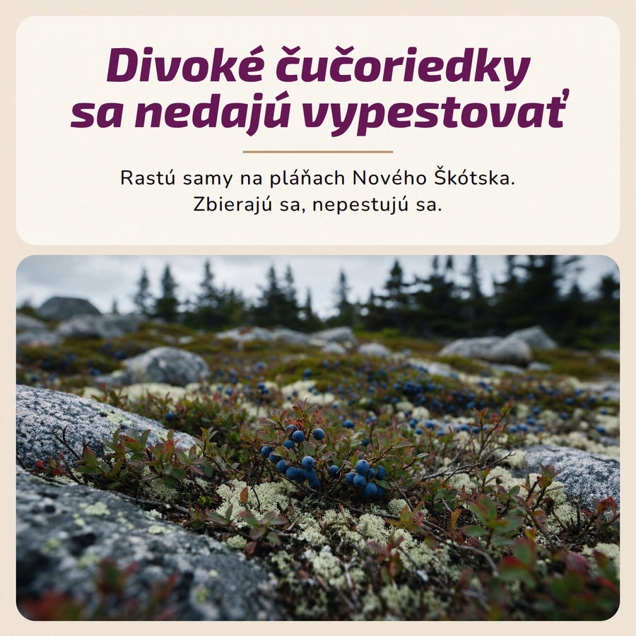Divoké čučoriedky sa nedajú vypestovať. Rastú samy na pláňach Nového Škótska. Zbierajú sa, nepestujú sa.