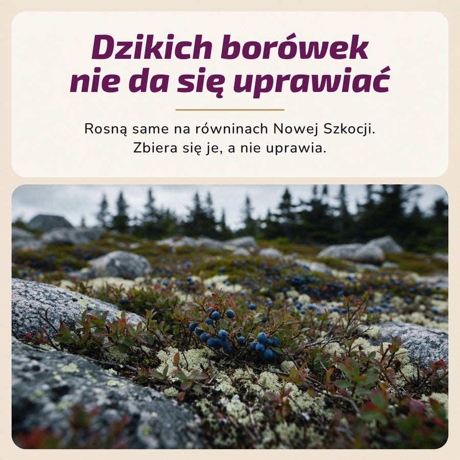 Dzikich borówek nie da się uprawiać. Rosną same na równinach Nowej Szkocji. Zbiera się je, a nie uprawia.